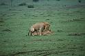 Lions mating